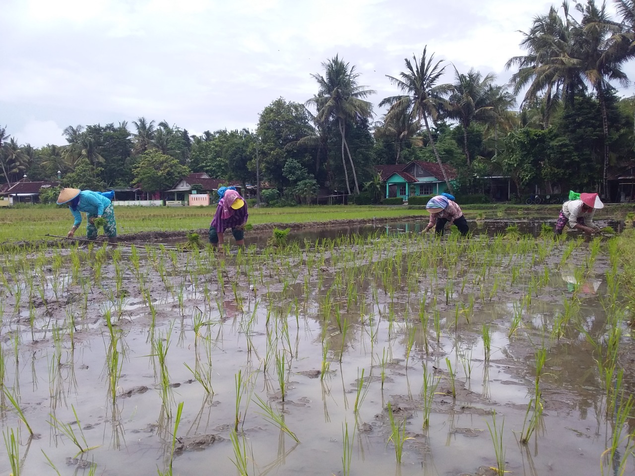 Petani jepara