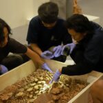 Art handler sedang mempersiapkan karya karya yang akan di pamerkan di Museum Nasional Indonesia